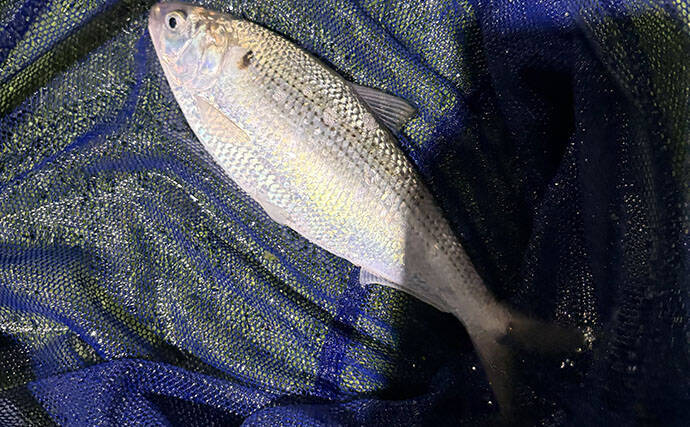 「コノシロが掬い放題の宿？」海まで徒歩0分のゲストハウス『HASHINSHITA』に泊まってみた