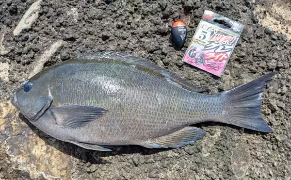 三浦半島フカセ釣り釣果レポート：諸磯で35cm級メジナ連打に成功！【神奈川】