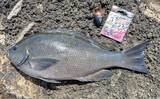 「三浦半島フカセ釣り釣果レポート：諸磯で35cm級メジナ連打に成功！【神奈川】」の画像3