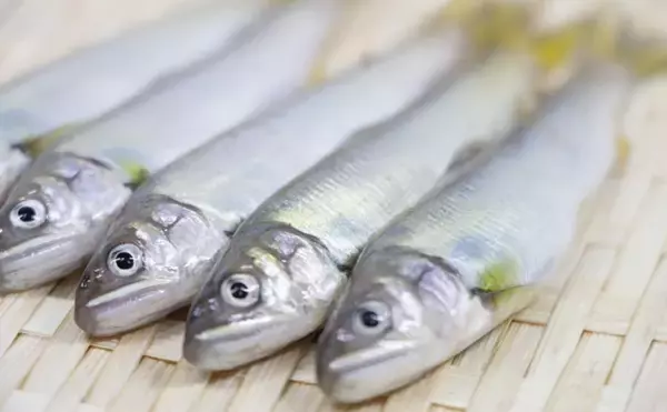 人工的に孵化させたアユの稚魚放流が開始　実は環境汚染に繋がるリスクも