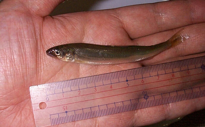 人工的に孵化させたアユの稚魚放流が開始　実は環境汚染に繋がるリスクも