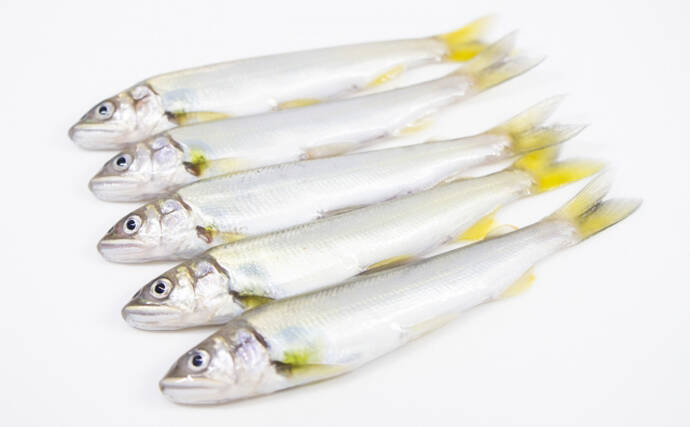 人工的に孵化させたアユの稚魚放流が開始　実は環境汚染に繋がるリスクも