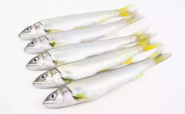 「人工的に孵化させたアユの稚魚放流が開始　実は環境汚染に繋がるリスクも」の画像