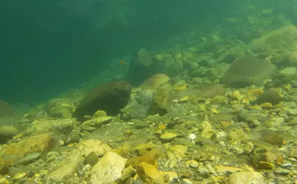 「人工的に孵化させたアユの稚魚放流が開始　実は環境汚染に繋がるリスクも」の画像