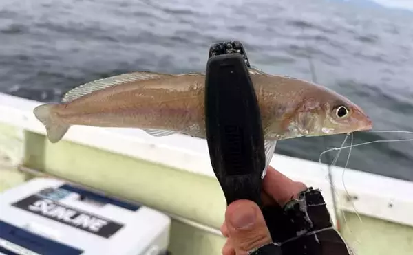 「博多湾ボートフィッシングでシロギス30匹に70cm級シーバス2匹をキャッチ【共栄丸】」の画像