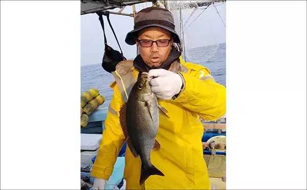 「【沖釣り釣果速報】玄界灘のイサキ釣りで腹パンの大型が連発　ゲストに良型イシダイ2kgも（福岡）」の画像