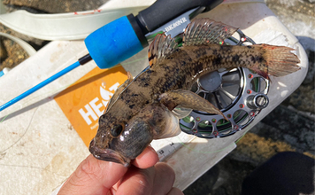 「20cm級マハゼが堂々浮上！」長良川河口の穴釣りで秋の高活性ハゼを狙う