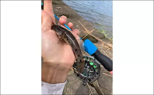 「「20cm級マハゼが堂々浮上！」長良川河口の穴釣りで秋の高活性ハゼを狙う」の画像