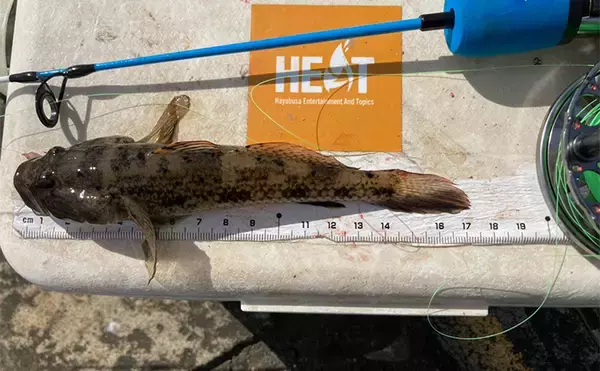 「「20cm級マハゼが堂々浮上！」長良川河口の穴釣りで秋の高活性ハゼを狙う」の画像