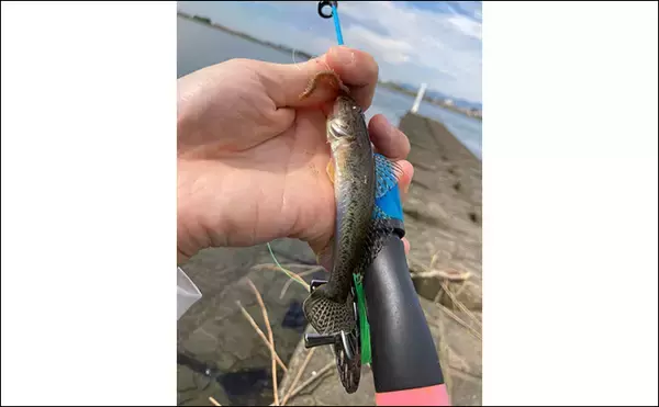 「「20cm級マハゼが堂々浮上！」長良川河口の穴釣りで秋の高活性ハゼを狙う」の画像