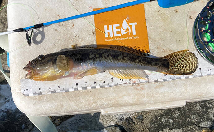 「20cm級マハゼが堂々浮上！」長良川河口の穴釣りで秋の高活性ハゼを狙う