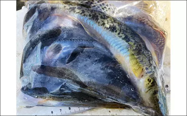 「「20cm級マハゼが堂々浮上！」長良川河口の穴釣りで秋の高活性ハゼを狙う」の画像