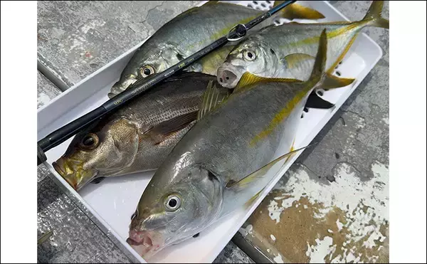 「「ヒットする魚のサイズが年々アップしてる？」沖釣り最難関クラスのシマアジ釣況の変化を名手が分析」の画像