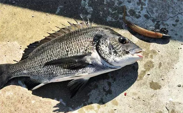 「陸っぱりから秋のヒラメを追う！ クロダイ・マゴチ・キジハタと多彩ゲストと対面」の画像