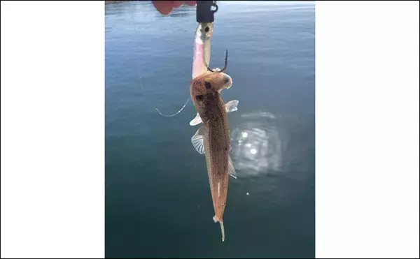 「陸っぱりから秋のヒラメを追う！ クロダイ・マゴチ・キジハタと多彩ゲストと対面」の画像