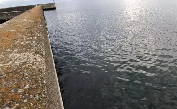 「陸っぱりから秋のヒラメを追う！ クロダイ・マゴチ・キジハタと多彩ゲストと対面」の画像