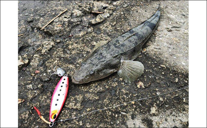 陸っぱりから秋のヒラメを追う！ クロダイ・マゴチ・キジハタと多彩ゲストと対面