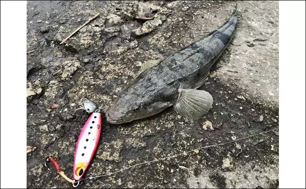 「陸っぱりから秋のヒラメを追う！ クロダイ・マゴチ・キジハタと多彩ゲストと対面」の画像