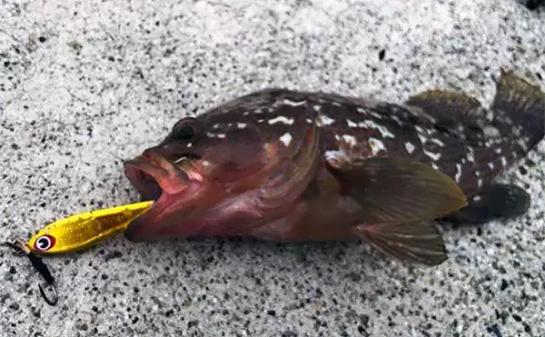 「陸っぱりから秋のヒラメを追う！ クロダイ・マゴチ・キジハタと多彩ゲストと対面」の画像