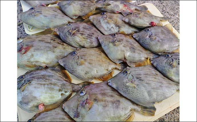 「集魚板が炸裂！」南知多沖のカワハギ釣りで27cm頭に肝パンが連発【愛知・石川丸】