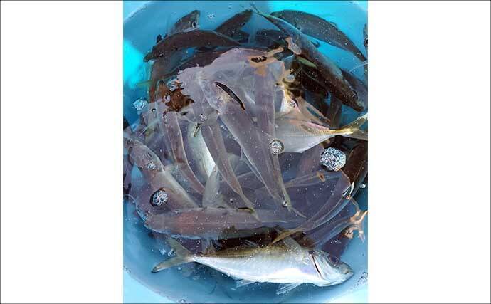 「まずはアジ確保から！」東京湾アジ泳がせ釣りで4.8kgワラサを手中【けやき丸】