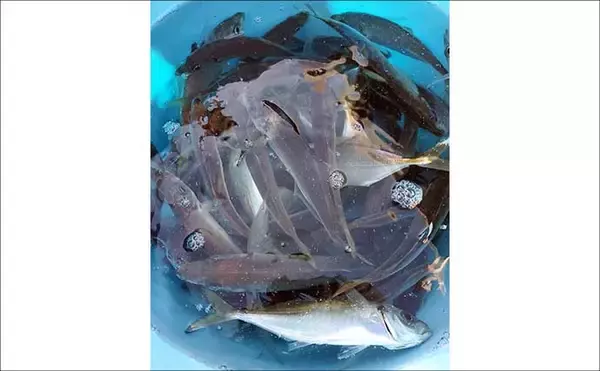 「「まずはアジ確保から！」東京湾アジ泳がせ釣りで4.8kgワラサを手中【けやき丸】」の画像