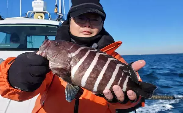 「「まずはアジ確保から！」東京湾アジ泳がせ釣りで4.8kgワラサを手中【けやき丸】」の画像