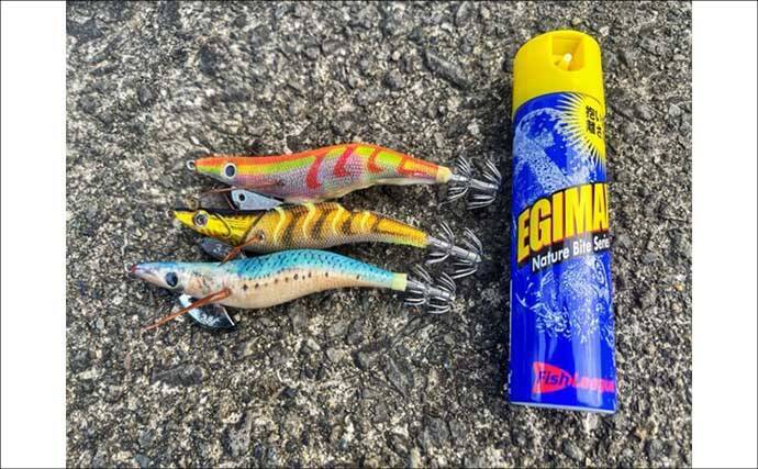 「初のアオリイカ釣るまで10ヶ月！」エギングで釣果を上げるには強い精神力が必要？