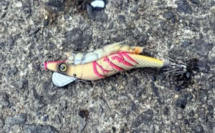 「初のアオリイカ釣るまで10ヶ月！」エギングで釣果を上げるには強い精神力が必要？