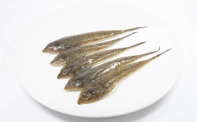 「キスより美味しい？」 天ぷらとの相性抜群のサカナたち