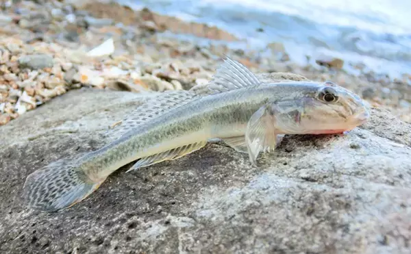 「「キスより美味しい？」 天ぷらとの相性抜群のサカナたち」の画像