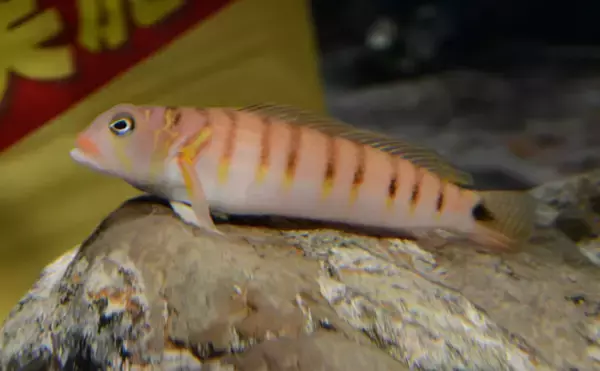 「「キスより美味しい？」 天ぷらとの相性抜群のサカナたち」の画像