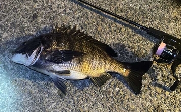 チニングで釣れるゲスト魚たち　魚種に固執せず楽しむのがベター