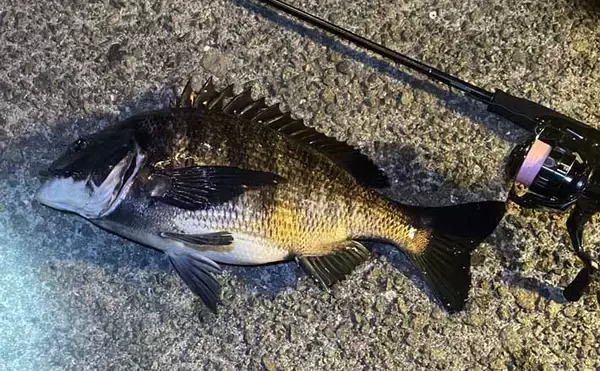 チニングで釣れるゲスト魚たち　魚種に固執せず楽しむのがベター