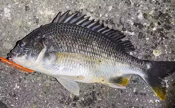 「チニングで釣れるゲスト魚たち　魚種に固執せず楽しむのがベター」の画像