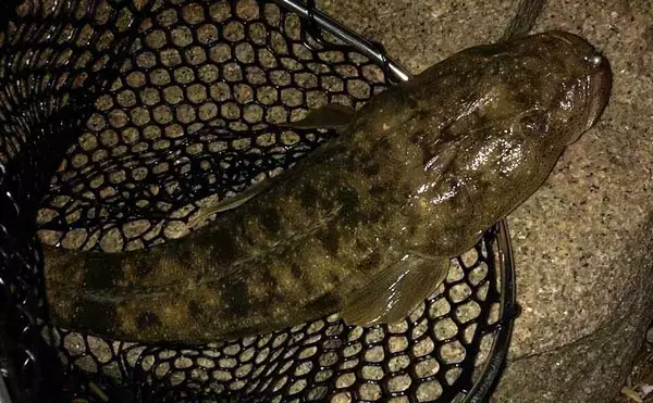 「チニングで釣れるゲスト魚たち　魚種に固執せず楽しむのがベター」の画像