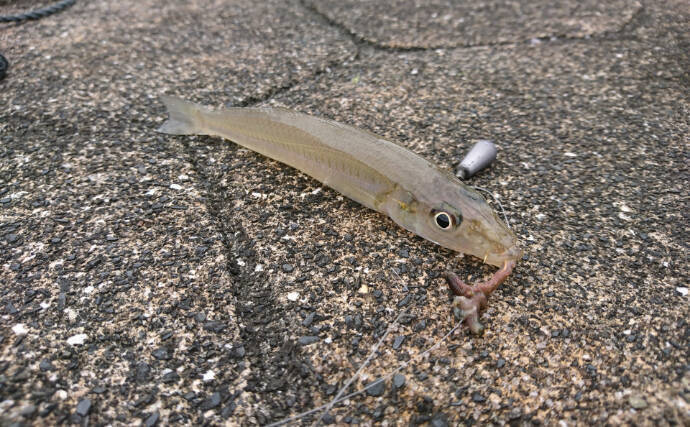 魚に食べさせるのは勿体無い？　実は意外と美味しい「ゴカイ」類