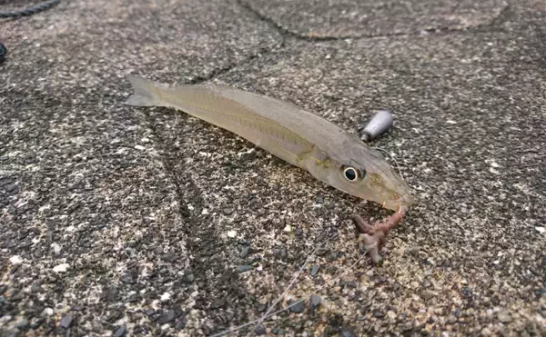 「魚に食べさせるのは勿体無い？　実は意外と美味しい「ゴカイ」類」の画像