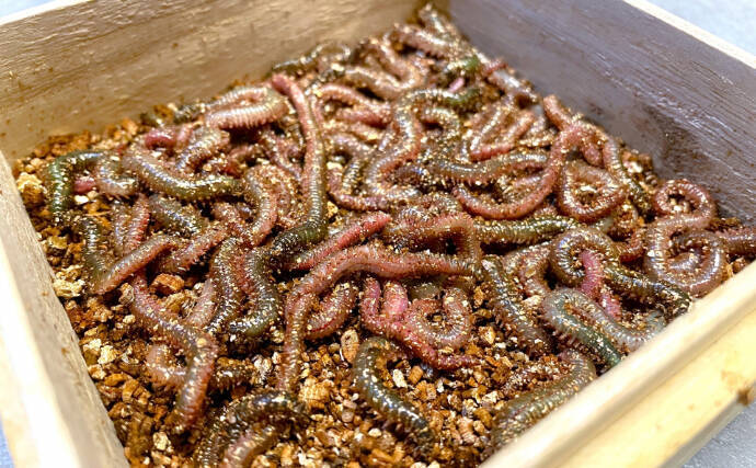 魚に食べさせるのは勿体無い？　実は意外と美味しい「ゴカイ」類