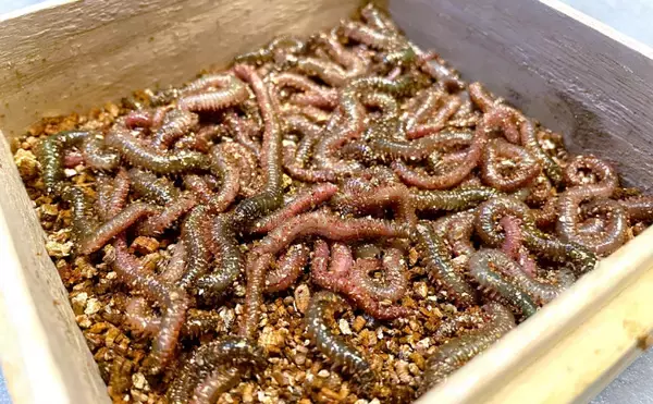 「魚に食べさせるのは勿体無い？　実は意外と美味しい「ゴカイ」類」の画像