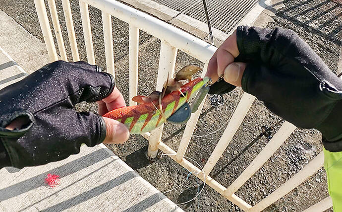 『大阪南港魚つり園』釣果レポート　青物は不調もエギタコ釣りで新子タコ登場！