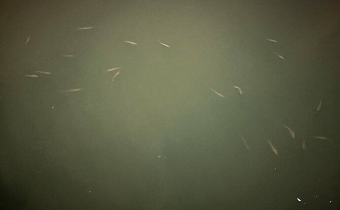 釣れる常夜灯と釣れない常夜灯は何が違う？　「少し暗い場所」に目を向けてみよう