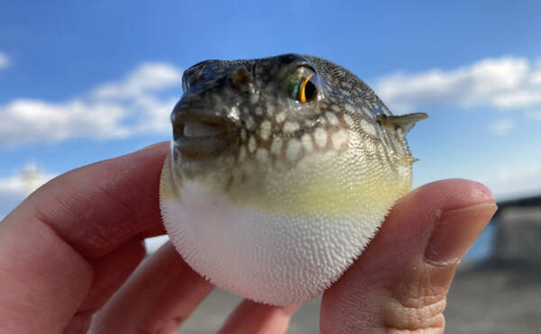 海のギャング ウツボ にはフグ毒が無効 クサフグを食すことが判明 22年10月21日 エキサイトニュース