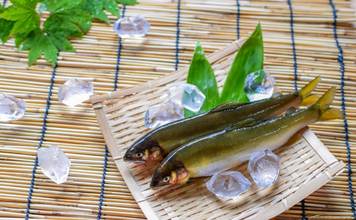 「アユ（鮎）」はなぜスイカの匂いがするの？　エサの藻類に含まれる成分が原因
