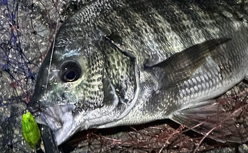 大阪南港のメバリングで35cmチヌ顔見せ　謎のラインブレイクの正体はタチウオ？