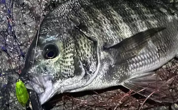 大阪南港のメバリングで35cmチヌ顔見せ　謎のラインブレイクの正体はタチウオ？