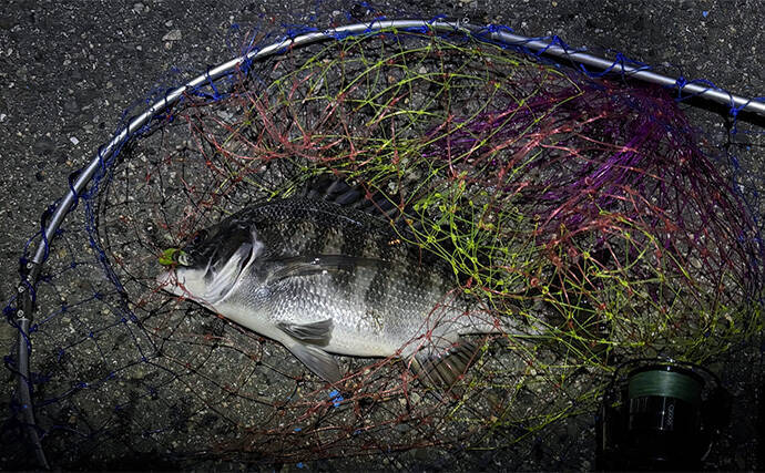 大阪南港のメバリングで35cmチヌ顔見せ　謎のラインブレイクの正体はタチウオ？