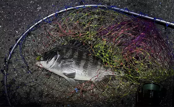 「大阪南港のメバリングで35cmチヌ顔見せ　謎のラインブレイクの正体はタチウオ？」の画像