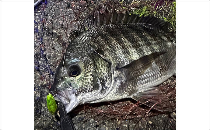 大阪南港のメバリングで35cmチヌ顔見せ　謎のラインブレイクの正体はタチウオ？