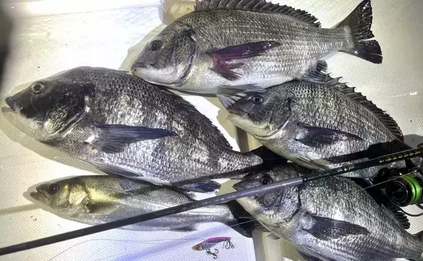 極寒の真冬の夜でもクロダイが連発！　温排水エリアをルアーで狙い撃ち